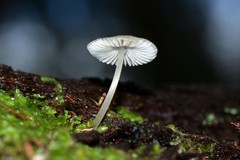 Mycena carmeliana