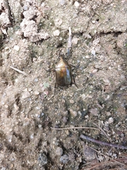 Pseudotorynorrhina japonica