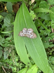 Abraximorpha davidii