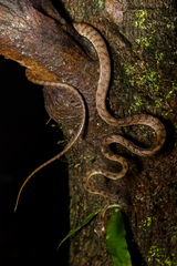 Boiga beddomei