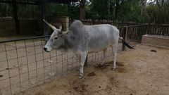 Bos indicus × taurus