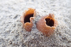 Peziza oceanica