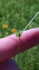 Cyperus lupulinus macilentus