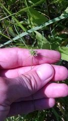 Cyperus lupulinus macilentus