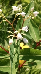 Apocynum × floribundum