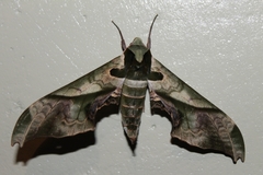 Adhemarius dariensis