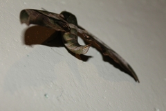 Adhemarius dariensis