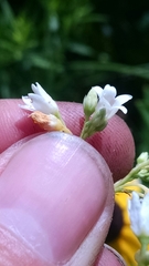 Apocynum × floribundum
