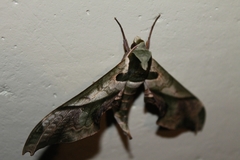 Adhemarius dariensis