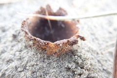 Peziza oceanica