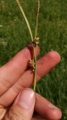 Carex conoidea
