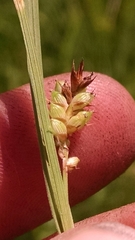 Carex conoidea