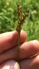 Juncus greenei