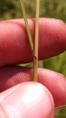 Juncus greenei