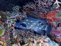 Epinephelus coeruleopunctatus