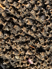Neosabellaria kaiparaensis