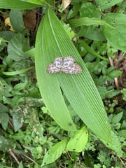 Abraximorpha davidii