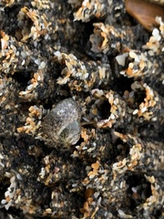 Neosabellaria kaiparaensis