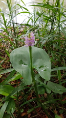 Pontederia sagittata