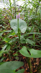 Pontederia sagittata