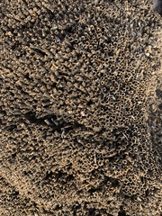 Neosabellaria kaiparaensis
