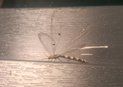 Megistopus flavicornis