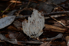 Clavulina tasmanica
