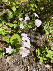 Phlox adsurgens