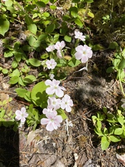 Phlox adsurgens