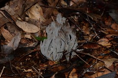 Clavulina tasmanica