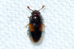 Dacne quadrimaculata