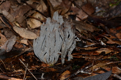 Clavulina tasmanica