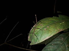 Exocnophila