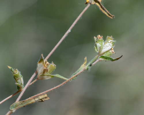 United blazingstar (Mentzelia congesta)