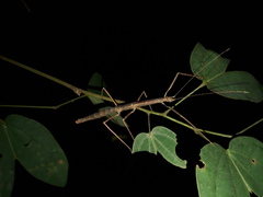 Exocnophila