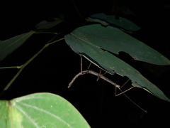Exocnophila
