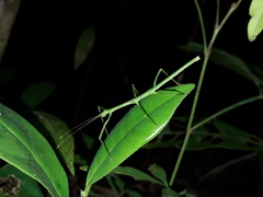 Exocnophila