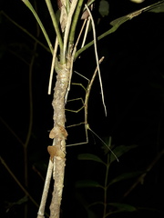Exocnophila