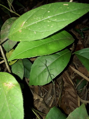Exocnophila