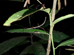 Exocnophila