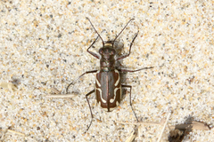 Cicindela bellissima