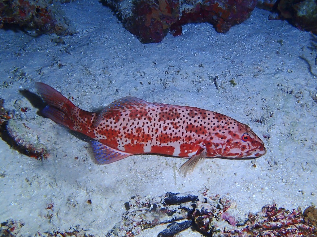 Foto de Mero de silla (Plectropomus pessuliferus)