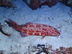 Plectropomus pessuliferus