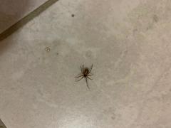 Steatoda triangulosa