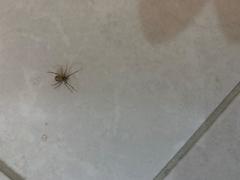 Steatoda triangulosa