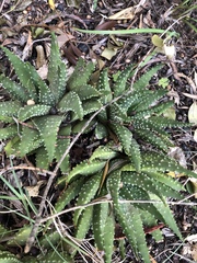 Tulista pumila