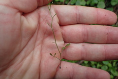 Cardamine parviflora