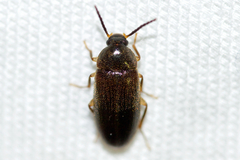 Hymenorus