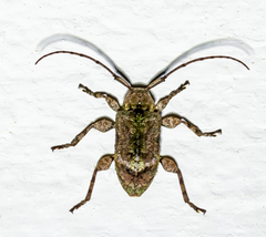 Leptostylus transversus
