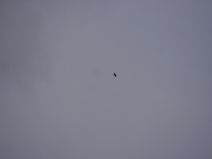 Petrochelidon pyrrhonota